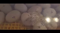 Kiscsibe születik! Nézd meg hogyan kelnek ki a kiscsibék!