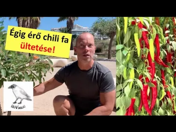 Chili paprika fa!!! Így ültess hatalmas csilifát!