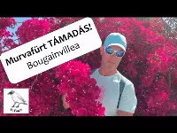 Murvafürt - Bougainvillea virágzás - A murvafürt metszése, szaporítása, teleltetése