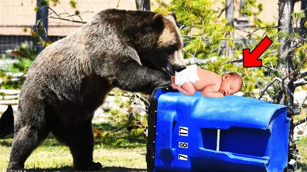 Anya a szemetesbe dobta a babát, de amit a medve csinált, az elképesztő volt