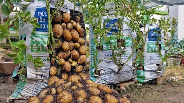 Miért terem zsákban jobban a burgonya 🥔? Lakásodban termesztheted a krumplit 🥔! Ez a titok!