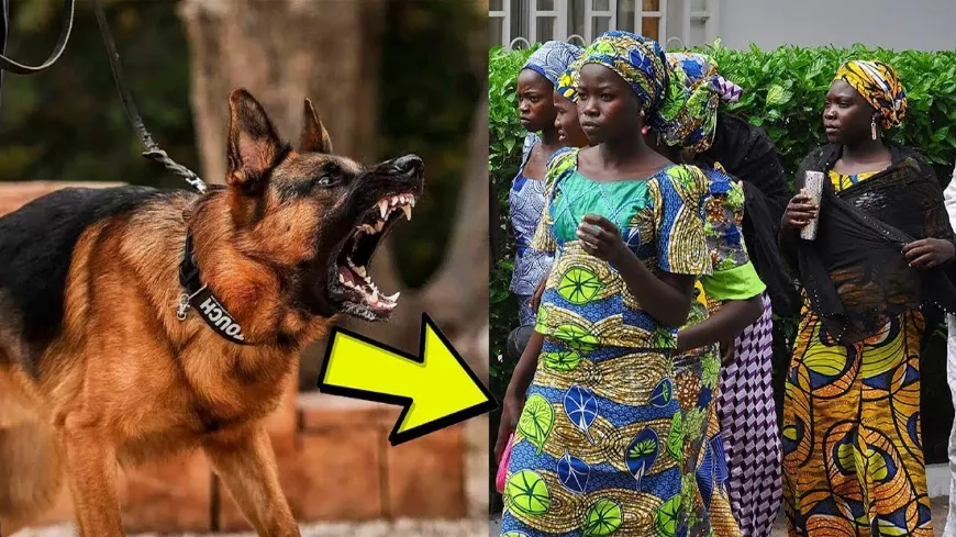 Egy afrikai lány jött az esküvőre, de a kutya valami furcsa szagot érzett a ruhája alatt!