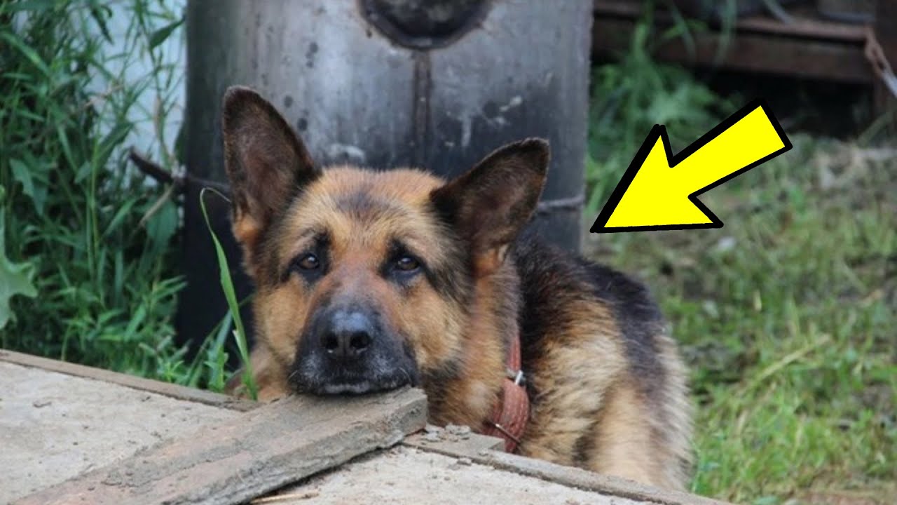 A szomszéd kutyája 🐕‍🦺 segítséget kért! Nézd, mit csináltak a tulajdonosok!