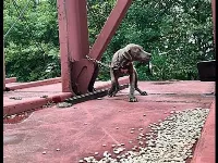 A kutyát a vonathoz kötötték, hogy megszabaduljon tőle