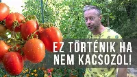 Ezért kell kacsozni a paradicsomot 🍅 !!