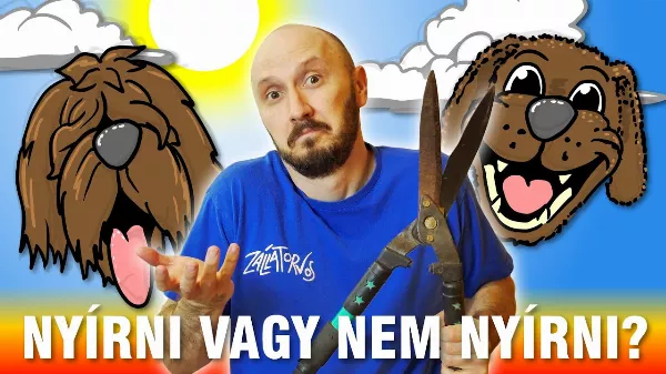 Megnyírassuk-e a kutyánkat 🐶 nyárra?