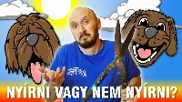 Megnyírassuk-e a kutyánkat 🐶 nyárra?