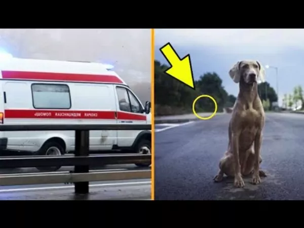 A kutya nem hagyta 🐕‍🦺 elmenni a mentőt. Miután megtudták az okot, az orvosok sírtak!