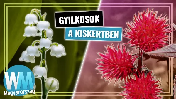 Top 10 gyilkos növény, ami könnyedén megölhet téged