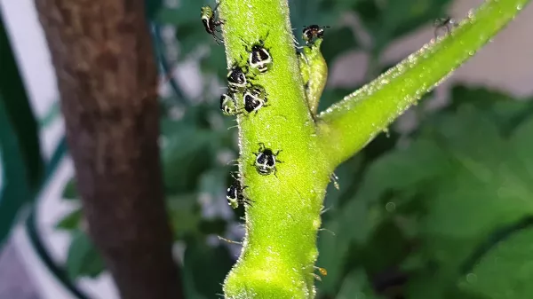 Sikeres permetezés a márványos poloskák, vándorpoloskák és csipkés, zöld vándorpoloska ellen 🦗