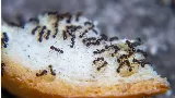 Hangyainvázió a lakásban! Így állítsd meg a hangyákat vegyszermentesen!