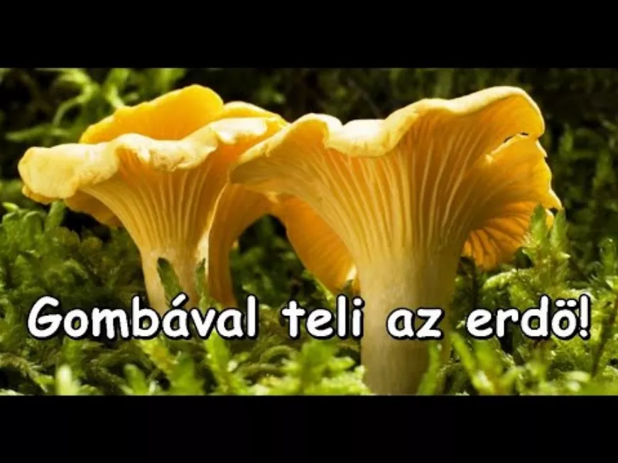 Miden felé gomba az erdőben! Rókagomba, vargánya (medvegomba) és tinorrú félék, galócák 🍄