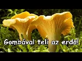 Miden felé gomba az erdőben! Rókagomba, vargánya (medvegomba) és tinorrú félék, galócák 🍄
