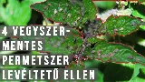 Tetves a paradicsom 🍅? - 4 vegyszermentes szer levéltetű ellen 