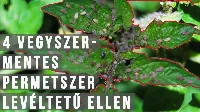 Tetves a paradicsom 🍅? - 4 vegyszermentes szer levéltetű ellen 