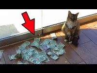 Nem tudtak rájönni, Honnan hoz pénzt a macskájuk 🐱. Amikor megtudták az okot megdöbbentek!