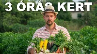 A 3 ÓRÁS KERT! - friss zöldség az asztalodra heti 3 óra munkával 🌶🥕🧄🍆🍓