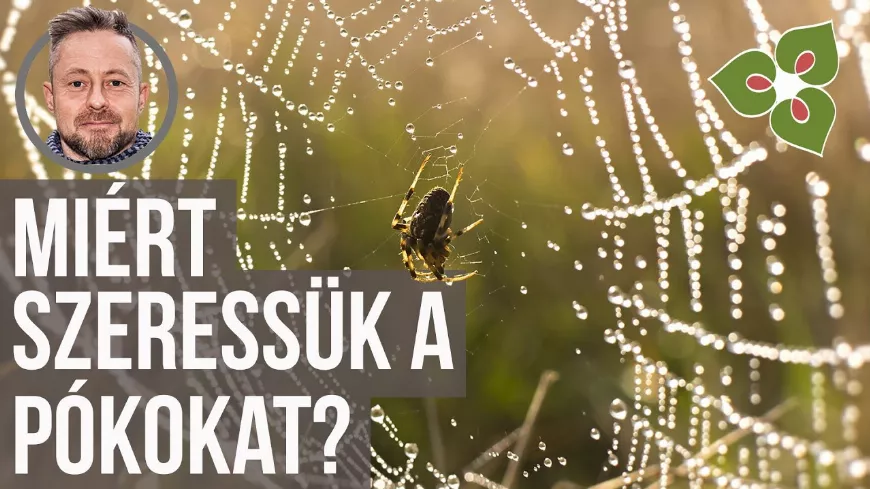 Pókok szerepe a kertben, avagy miért szeressük a pókokat 🕷?