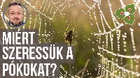 Pókok szerepe a kertben, avagy miért szeressük a pókokat 🕷?