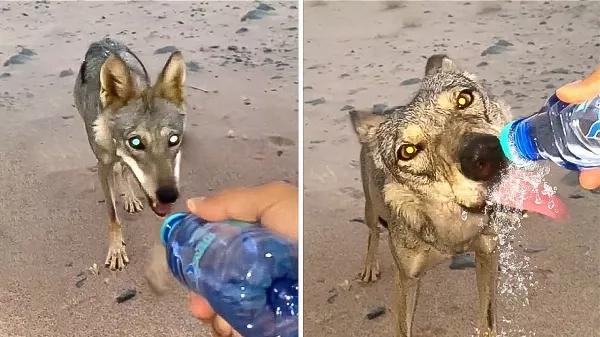 Állatok 🐶🐱🐭🐰🦊🐻, amelyek segítséget és kedvességet kértek az emberektől