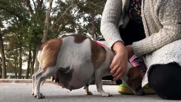 Noelt kidobták a parkba, miután megtudták, hogy kiskutyái 🐶 lesznek! Megrémült, és az autó alá bújt.