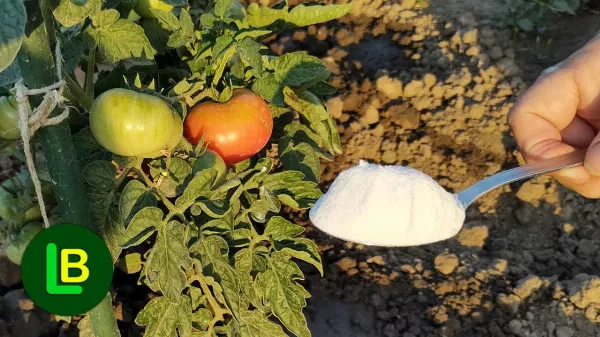 A szódabikarbóna a megmentő a paradicsom, az uborka és a paprika 🍅🥒gyümölcstermő képességének megtartásáért a gombák ellen