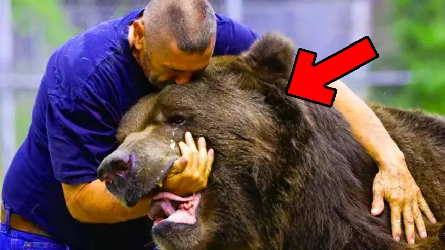 A síró anyamedve a haldokló kölykéhez ? vezeti az embert, aki ember megdöbbenve látta, hogy a medvebocs...