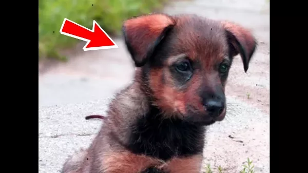 Egy nő az utcán kiabált nekem: Dobd ki ezt a bolhás hülye kutyát 🐶!