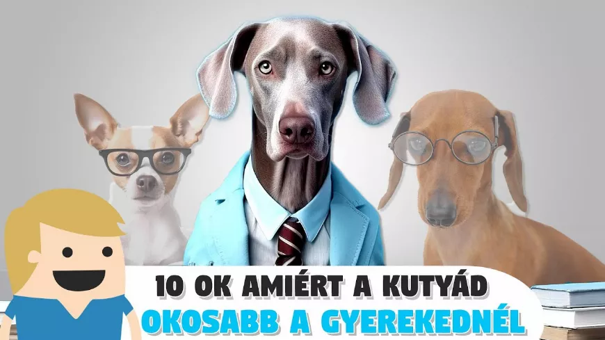 10 ok, amiért a kutyád 🐶 okosabb mint a gyereked!
