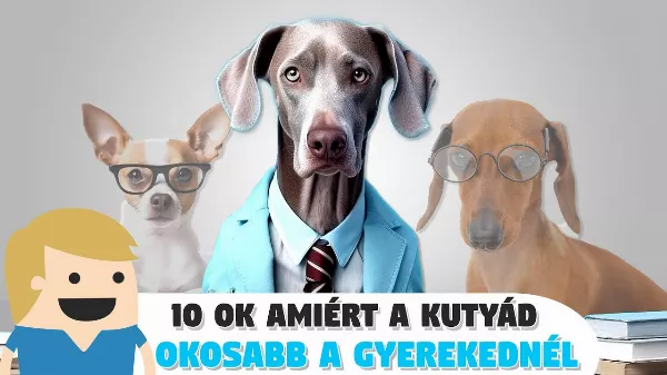 10 ok, amiért a kutyád 🐶 okosabb mint a gyereked!