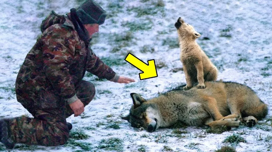 A férfi segít a síró farkaskölyöknek 🐺és haldokló anyjának 😢, hihetetlen, ami ezután történt