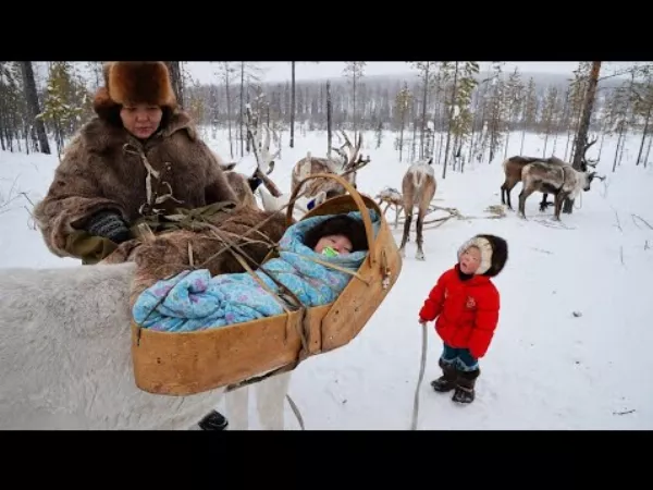 Terhesség és szülés a sarkvidéken. Északi nomádok élete ❄️😱🐂