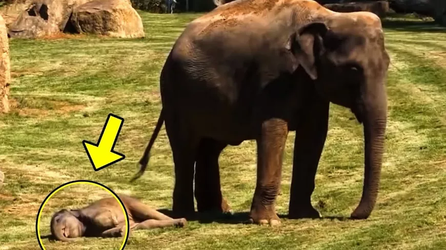 Az elefántbaba 🐘 mozdulatlanul feküdt a földön. Amit az anyja ezután tett, az hihetetlen volt!
