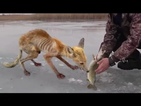 Állatok, amelyek segítséget és kedvességet kértek az emberektől 🐶🐱🐥🐋