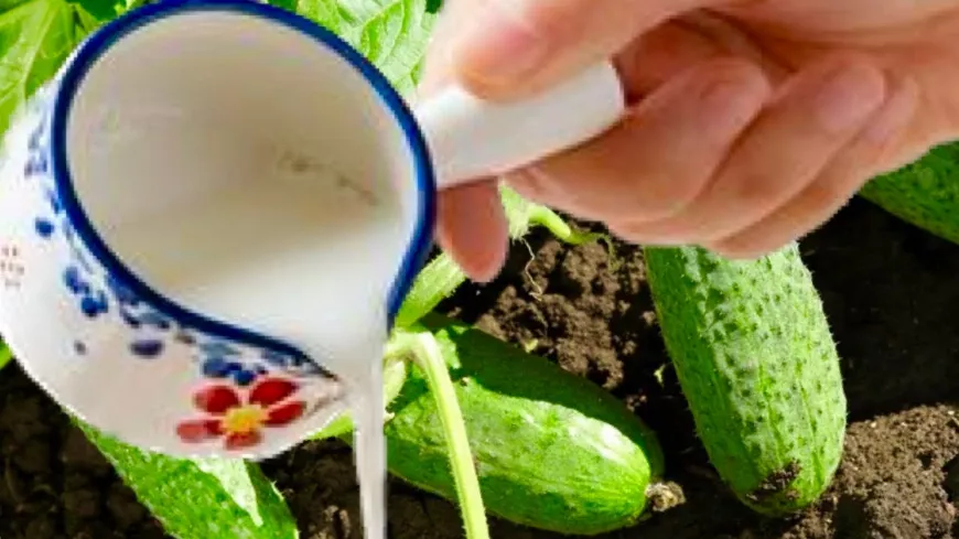 Tápláld és védd konyhakerti zöldségeidet ?????természetes csodafegyverrel! Így védi meg a joghurt a zöldségeidet!