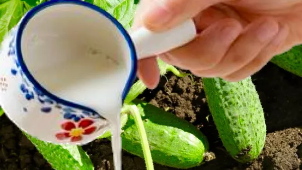 Tápláld és védd konyhakerti zöldségeidet 🍅🍆🥒🌶🥕természetes csodafegyverrel! Így védi meg a joghurt a zöldségeidet!