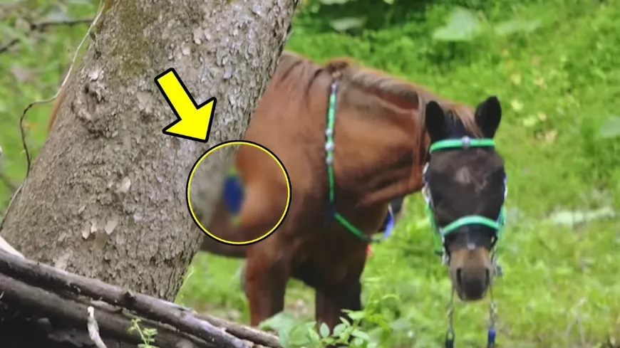 A kirándulók lovat fedeznek fel az erdőben 🐎🌳. Aztán megdöbbentő dolgot láttak!