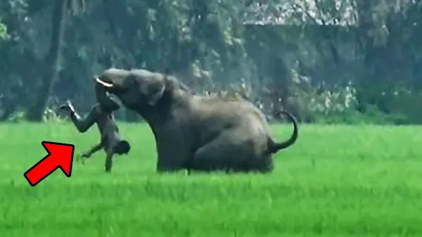 🐘 Vadon élő elefánt felismeri azt az embert, aki évekkel ezelőtt megmentette az életét 🐘