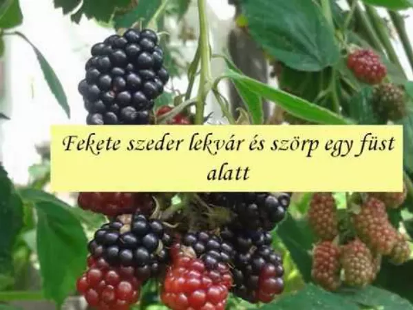 Fekete szeder lekvár és szörp egy füst alatt! Gyorsan és egyszerűen