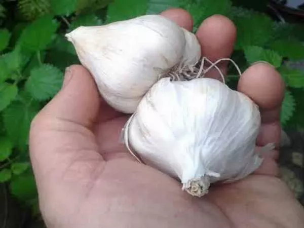 Őszi fokhagyma 🧄 ültetésének ideje és mikéntje... és néhány trükk a bőséges termésért