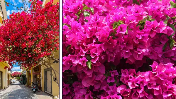 Hogyan szaporítsuk a Bougainvillea-t! Ismerd meg ezt a csodálatos növényt!