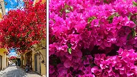 Hogyan szaporítsuk a Bougainvillea-t! Ismerd meg ezt a csodálatos növényt!