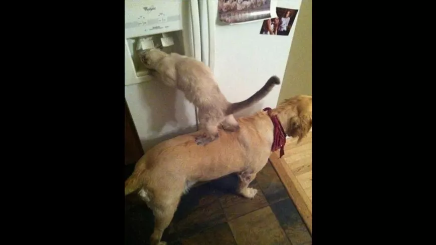  🐶 🐱 😺 Egy barát mindig segít! 🐶 Vicces videók kutyákkal, macskákkal és cicákkal! 