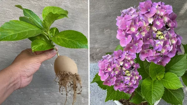 Csirketojás 🥚és Banánhéj 🍌 - Növények Gyökerének Serkentése és Hortenzia 🌺🌸 Szaporítás! Zöld Varázslat!