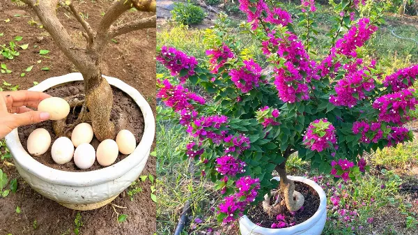 Ezt kell tenned, hogy a ha szeretnéd, hogy a Bougainvillea mindig virágozzon 🌺🌸🌺🌸🌺