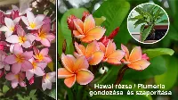 Hogyan szaporítsuk a Plumeriat? A Hawaii rózsa tartása Magyarországon!