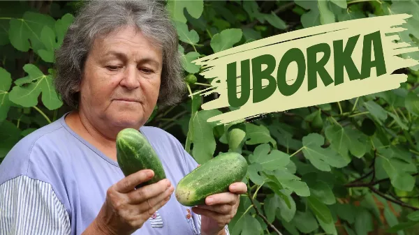 Uborkaszezon beindult! Mi történik, ha az uborkát 🥒 nem vagy sokat locsoljuk?