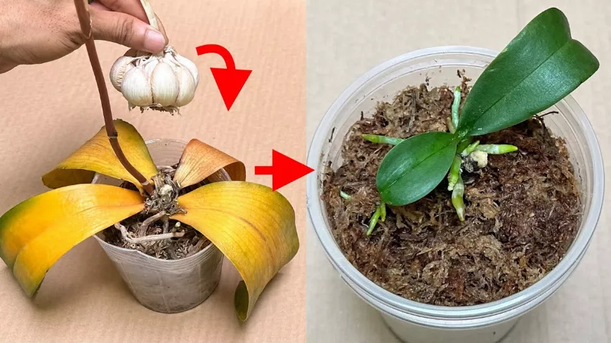 A fokhagyma🧄 ezzel az egyszerű módszerrel újjáéleszt minden korhadt orchideát 🌸