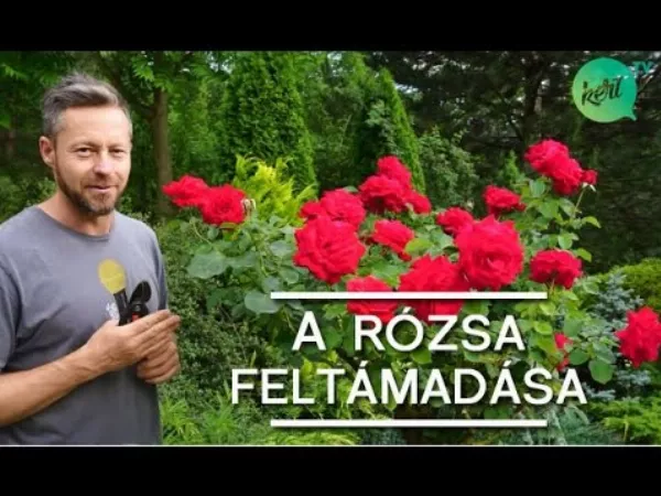 A rózsa nyári metszésének titka és szabályai 🌹🥀