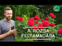 A rózsa nyári metszésének titka és szabályai 🌹🥀